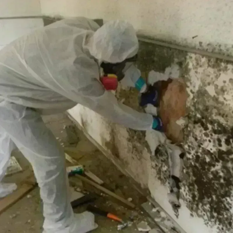 Mold Remediation and Removal in Caribou County, ID